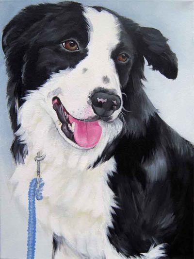 Border-Collie-Mr-Bumble