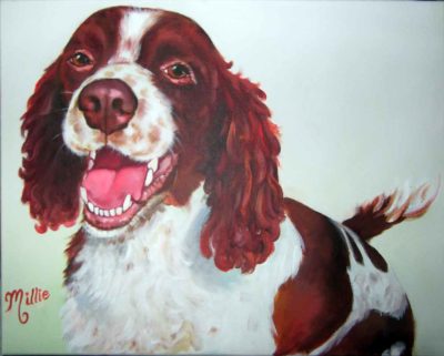 Springer-Spaniel