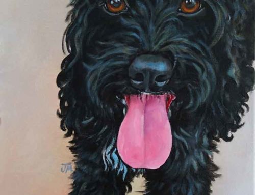 Olive the black Cockapoo