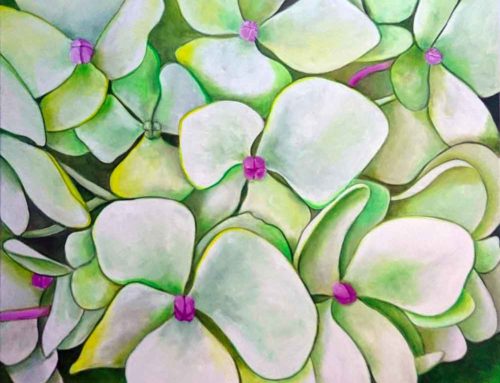 Green Hydrangea